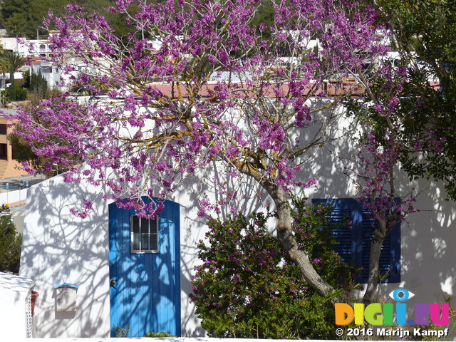 FZ026690 Blue door framed by purple flowers